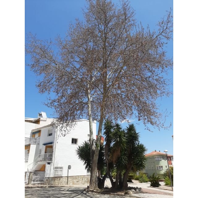El Ayuntamiento de Bullas inicia investigaciones para identificar al autor del envenenamiento de un árbol platanero
